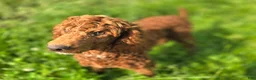 Miniature Poodle dogs for sale: Spankie - Ad 3