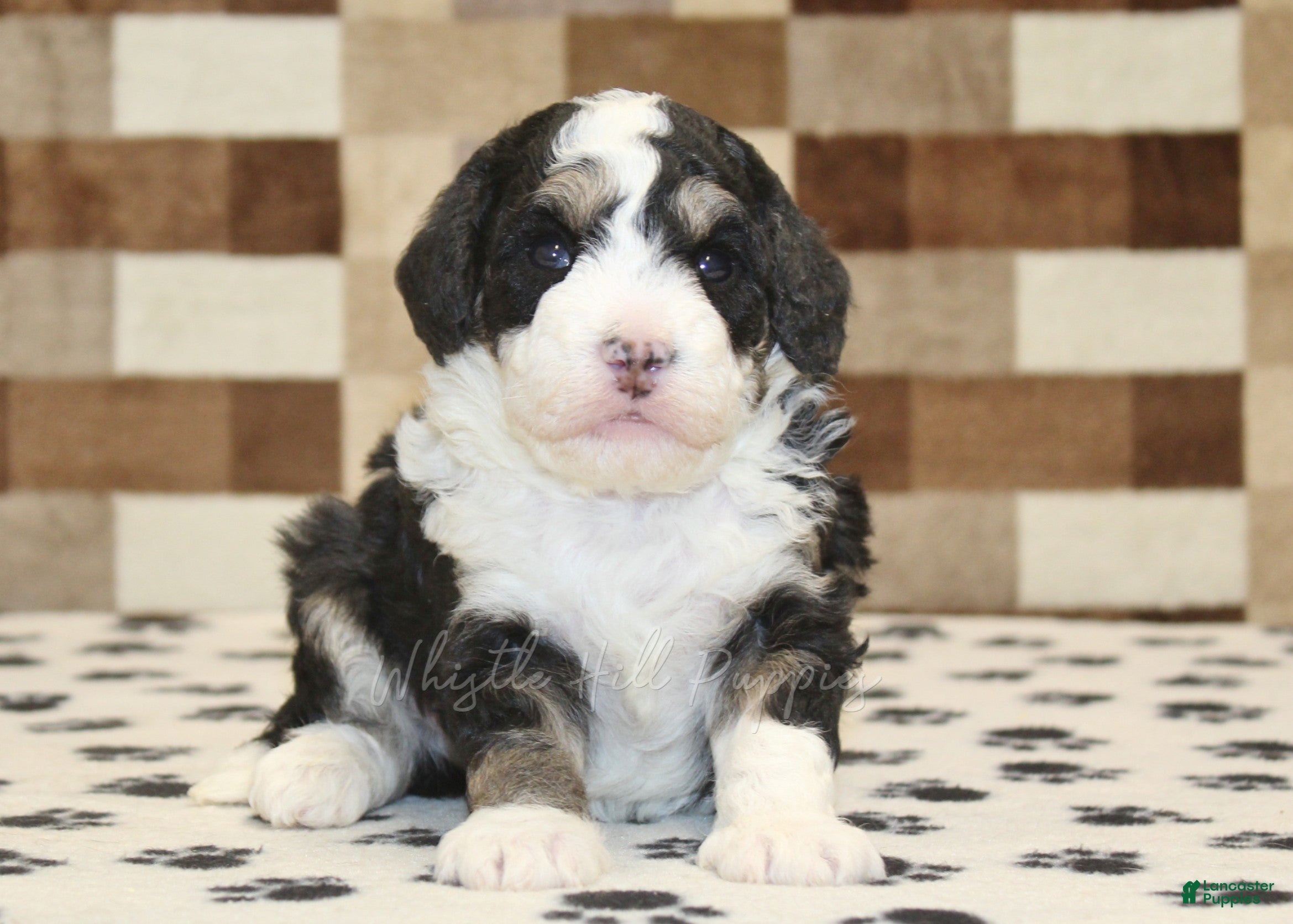 Mini Bernedoodle dogs Bandit - Ad 1