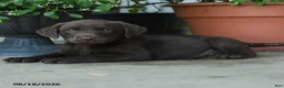 Labrador Retriever dogs for sale: Pesley - Ad 3
