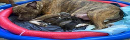 Mixed Breed dogs for sale: Hermes - Ad 6