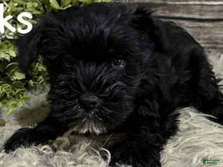 Miniature Schnauzer dogs - Ad 1