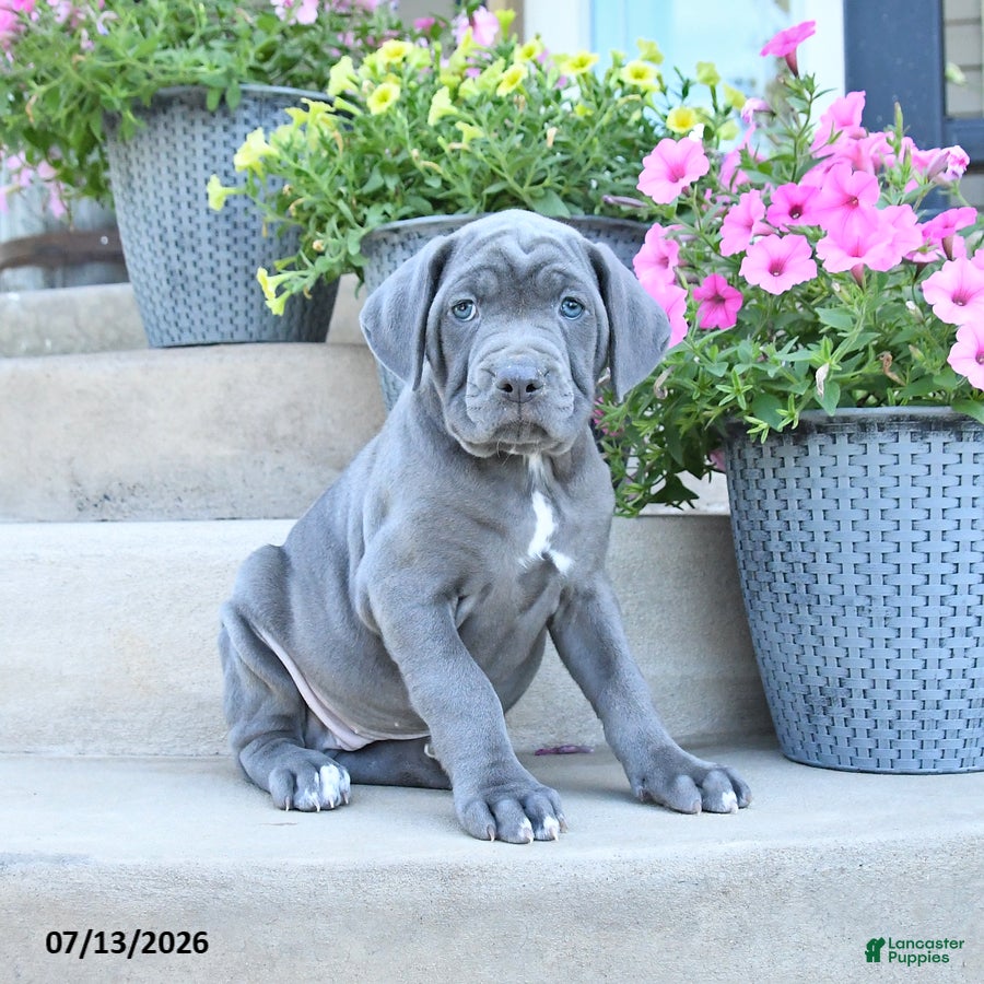 Cane Corso dogs Remy - Ad 1