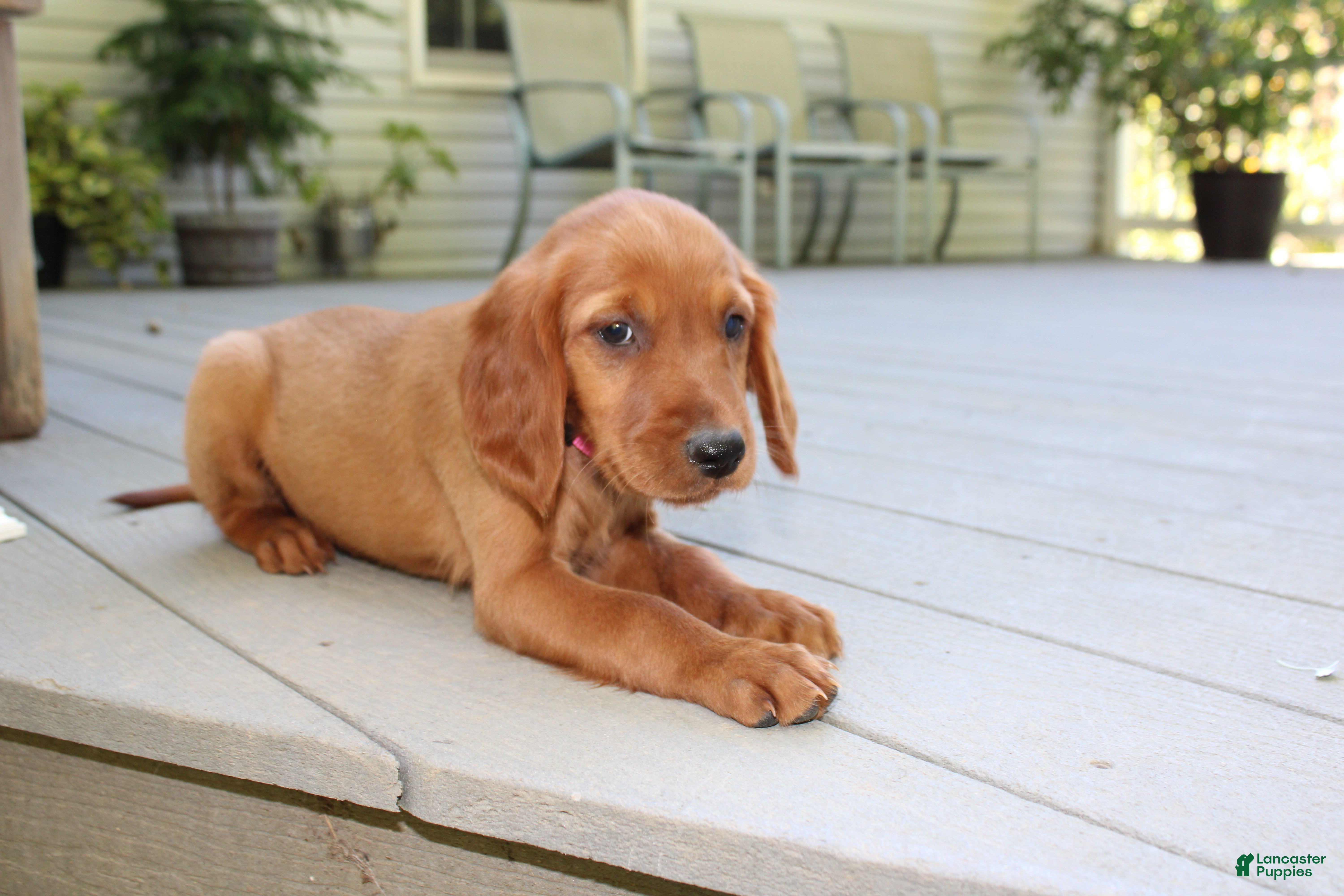 Mixed Breed dogs for sale: bella - Ad 1