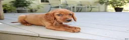 Mixed Breed dogs for sale: bella - Ad 1