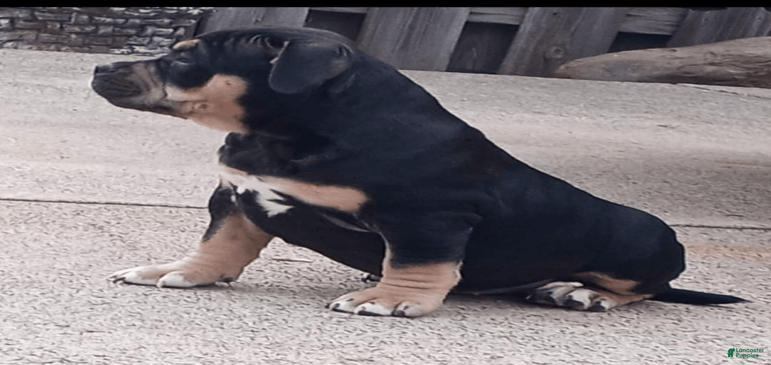 Gallery Image {{count}}