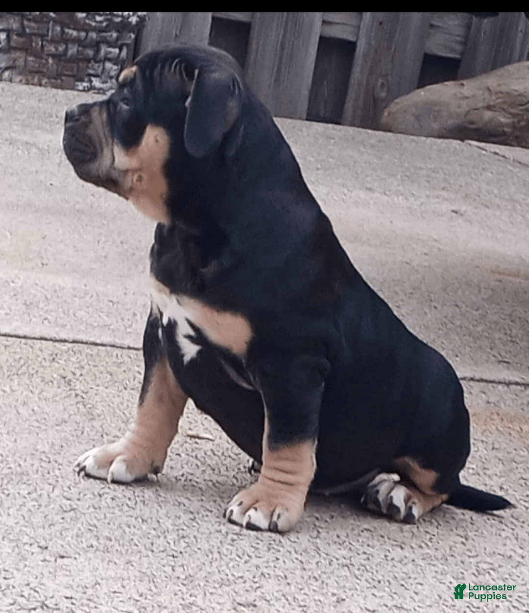 Gallery Image {{count}}