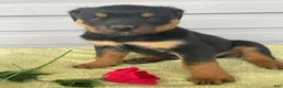 Rottweiler dogs for sale: Bentley - Ad 2