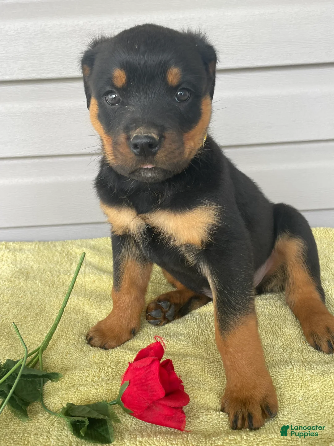 Rottweiler dogs for sale: Bentley - Ad 2