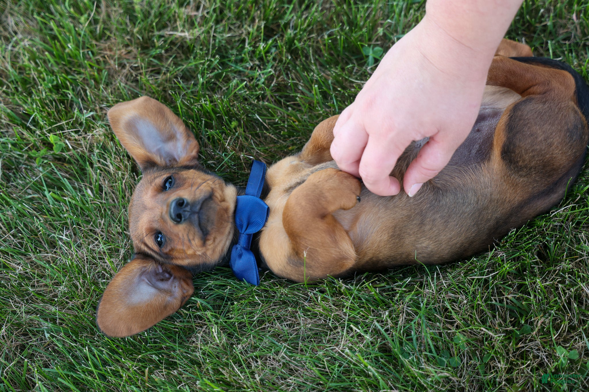 Miniature Dachshund dogs Hunter 💙🐾 - Ad 2