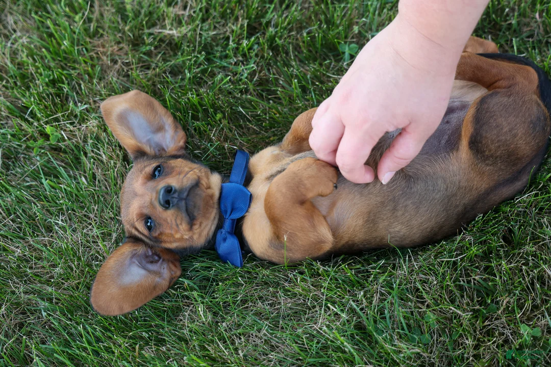 Miniature Dachshund dogs for sale: Hunter 💙🐾 - Ad 2