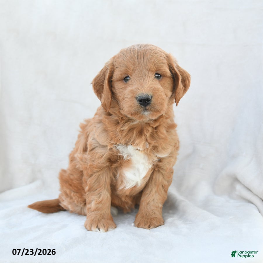 Mini Goldendoodle dogs Paisley - Ad 1