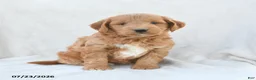 Mini Goldendoodle dogs for sale: Paisley - Ad 1