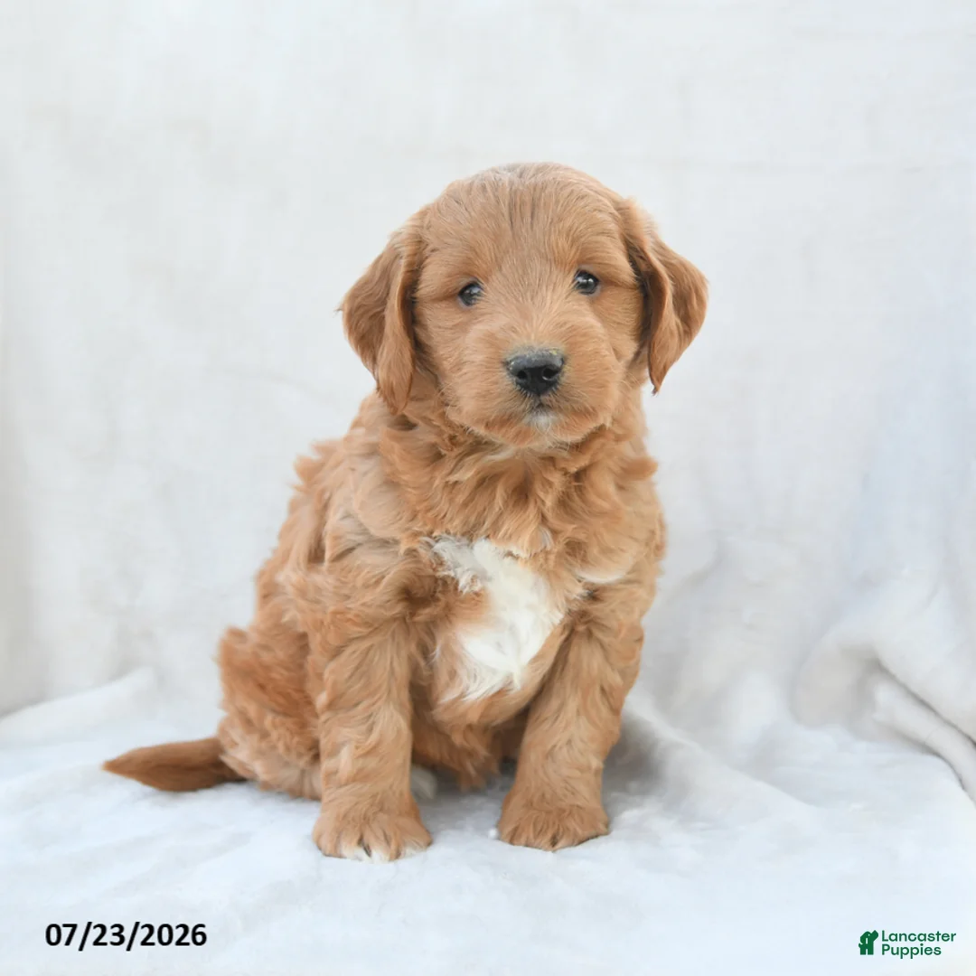 Mini Goldendoodle dogs for sale: Paisley - Ad 1