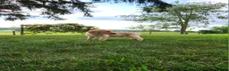 Labrador Retriever dogs for sale: Cody - Ad 4
