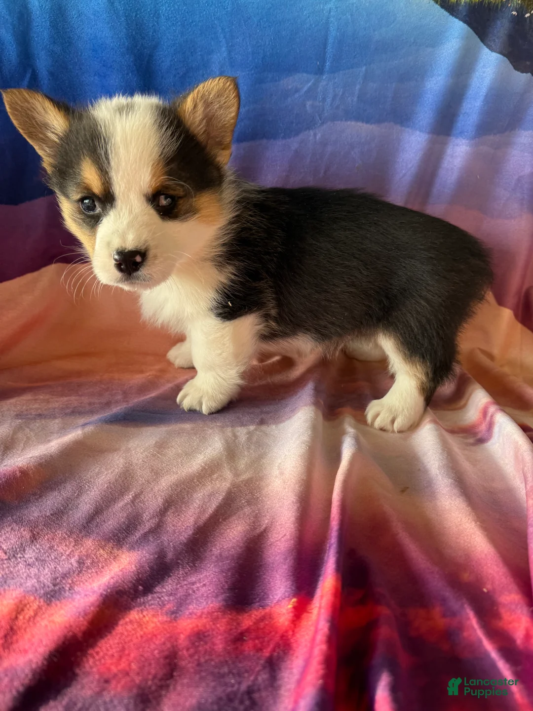 Welsh Corgi Pembroke dogs for sale: Charlie - Ad 1