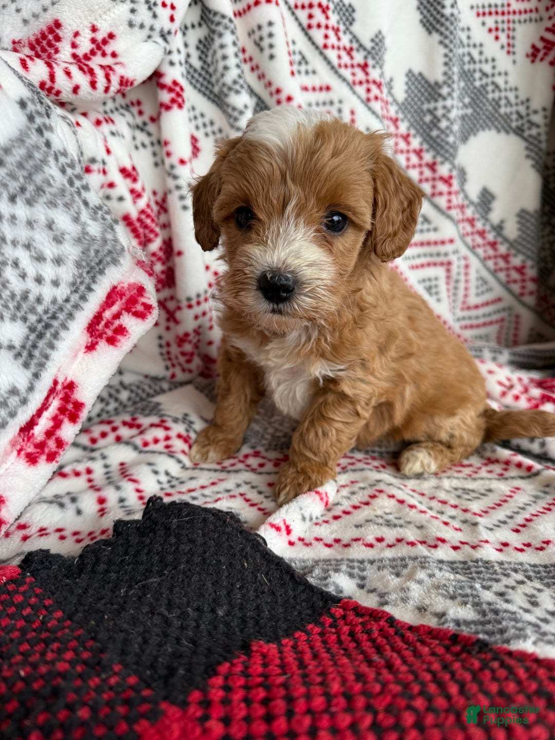 Mini Bernedoodle dogs for sale: Charlie - Ad 6