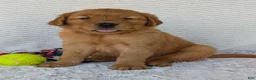 Golden Retriever dogs for sale: Porter  - Ad 8