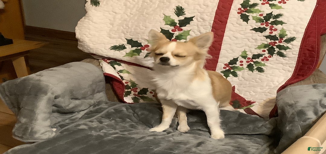 Gallery Image {{count}}