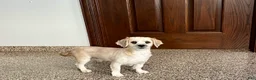 Lhasa Apso dogs for sale: Teddy - Ad 6