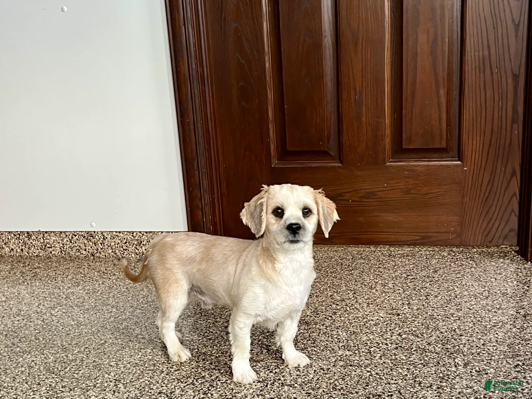 Lhasa Apso dogs for sale: Teddy - Ad 6