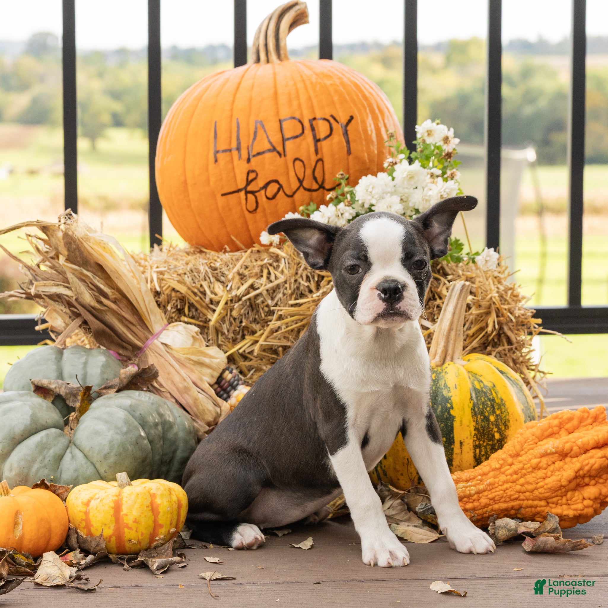 Boston Terrier dogs for sale: Jillian Boston Terrier  - Ad 1