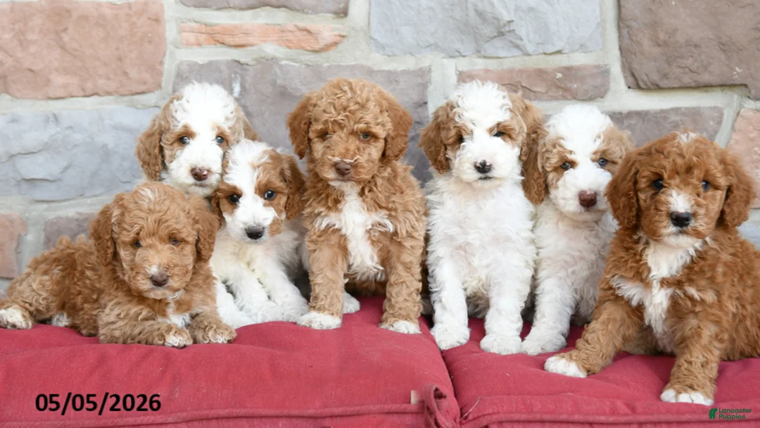 Miniature Poodle dogs for sale: Lisa - Ad 5