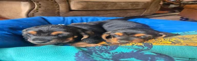 Basset Hound Puppy 1