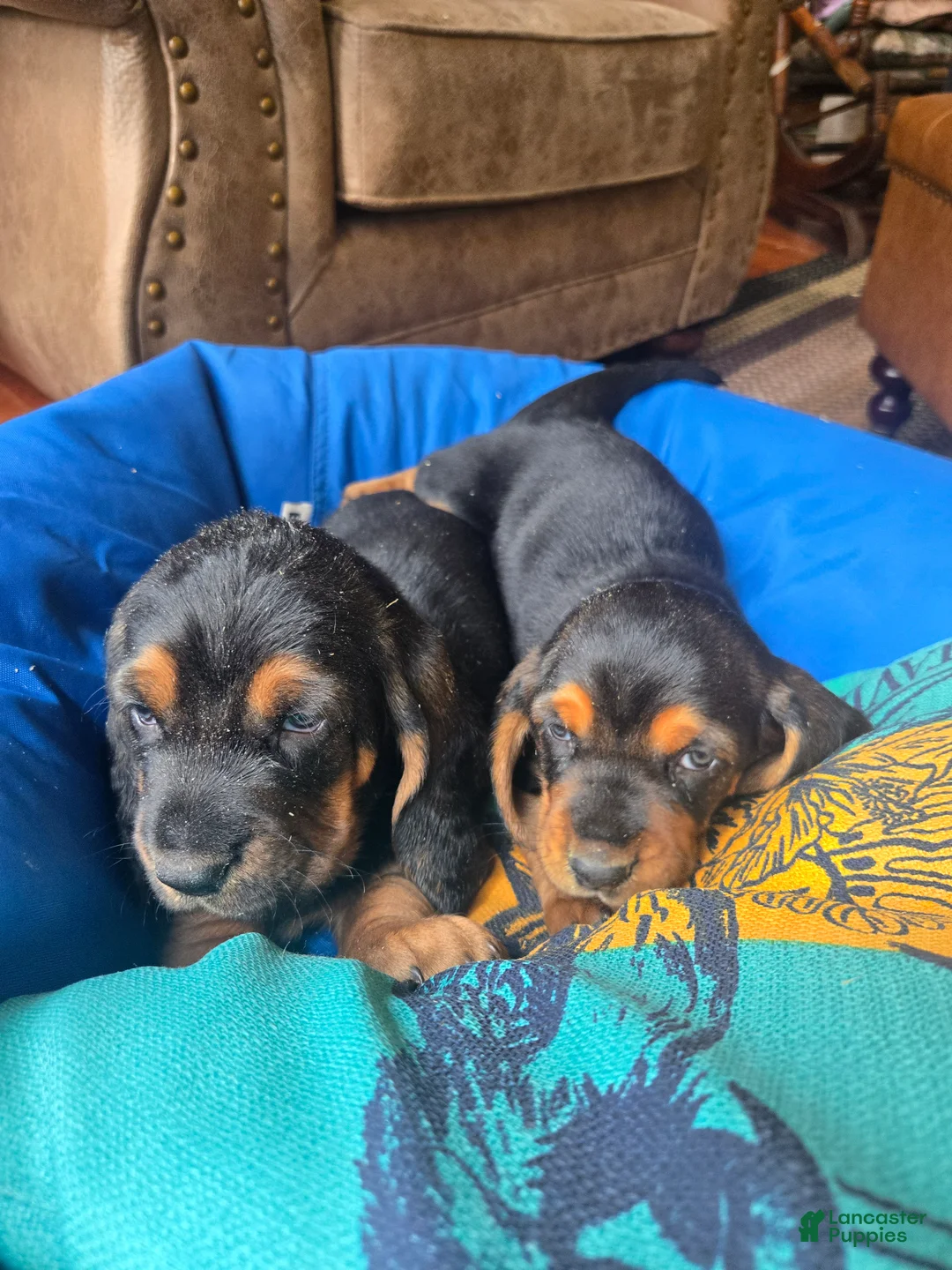 Basset Hound dogs for sale: Basset Hound Puppy 1 - Ad 1