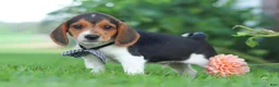 Beagle dogs for sale: Enzo - Ad 9
