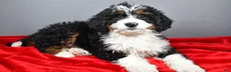 Mini Bernedoodle dogs for sale: Echo - Ad 11