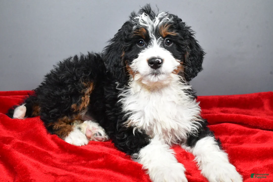 Mini Bernedoodle dogs for sale: Echo - Ad 11