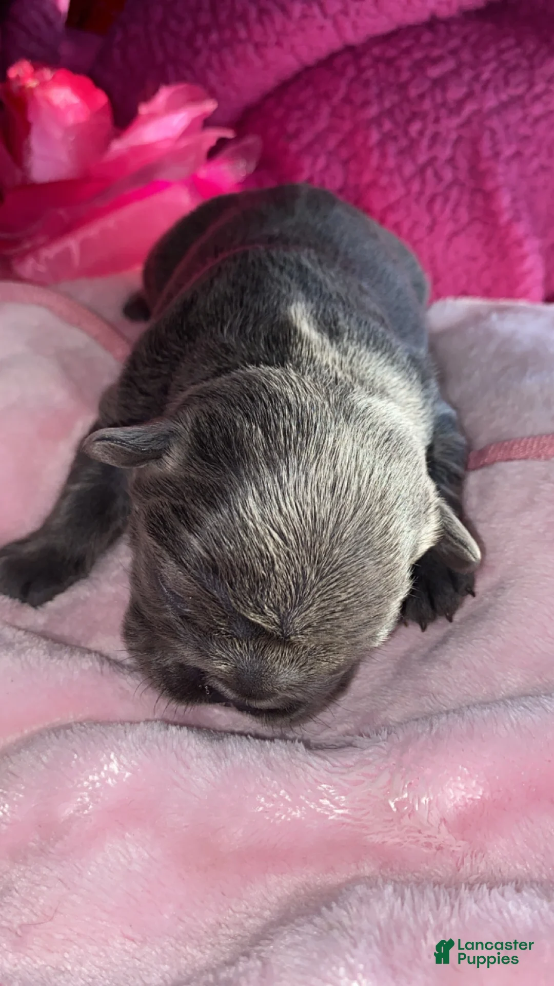 French Bulldog dogs for sale: Frenchie 2 - Ad 1