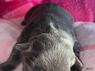 French Bulldog dogs Frenchie 2 - Ad 12