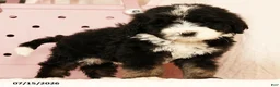 Bernedoodle dogs for sale: Linus - Ad 8