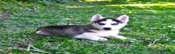 Alaskan Husky dogs for sale: Alex - Ad 3