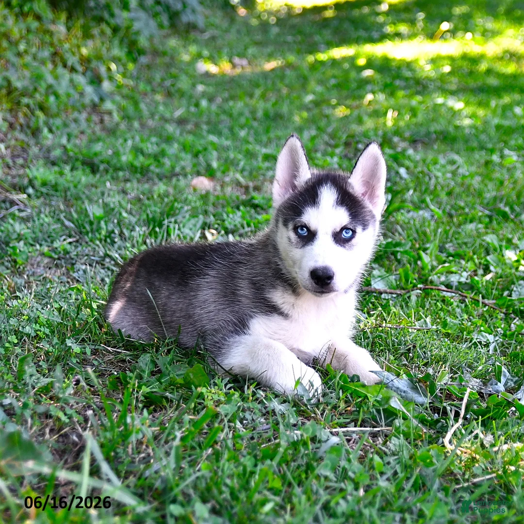 Alaskan Husky dogs for sale: Alex - Ad 3