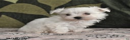 Maltese dogs for sale: Ida - Ad 3