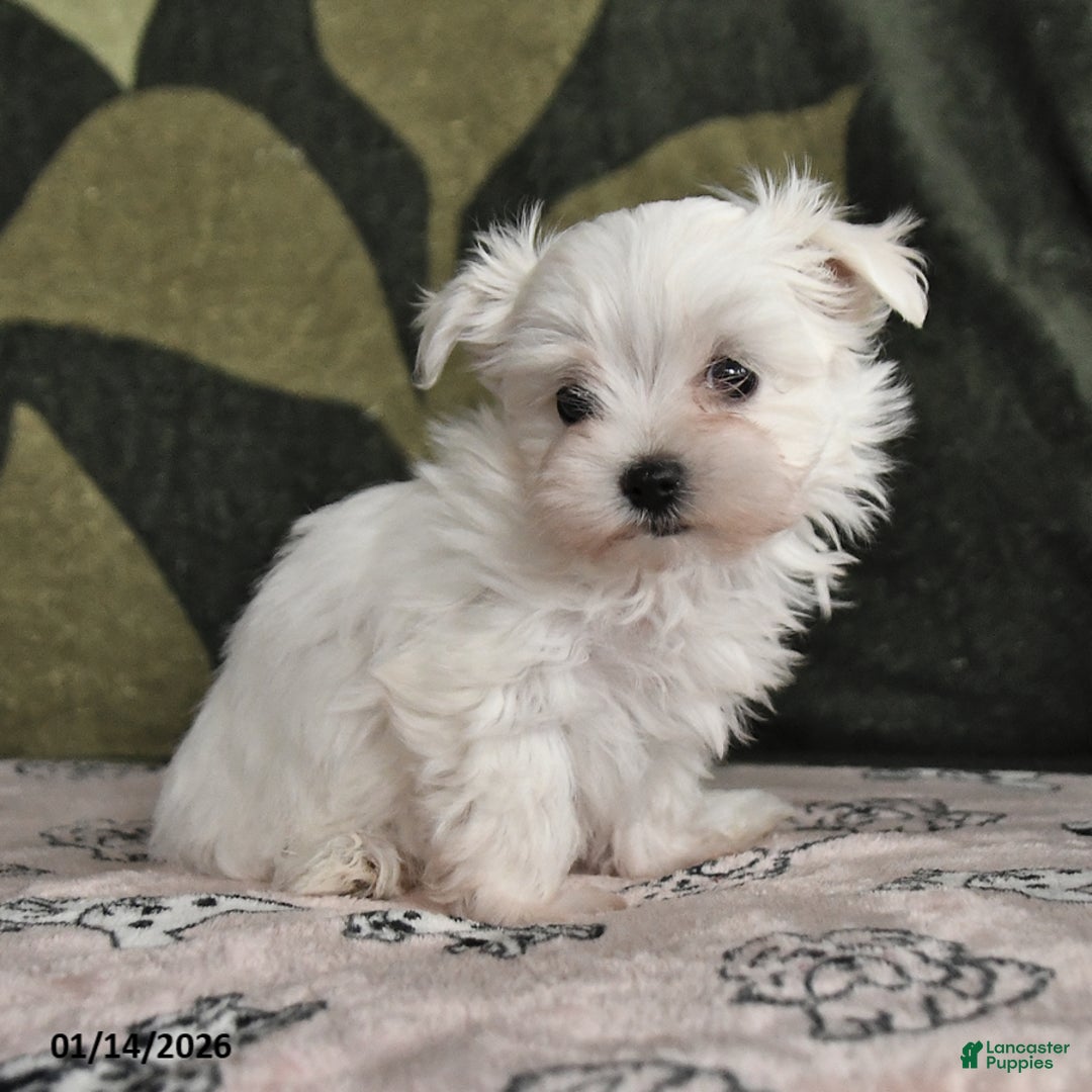 Maltese dogs for sale: Ida - Ad 3