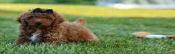 Miniature Poodle dogs for sale:  Thor🐾💙 - Ad 15