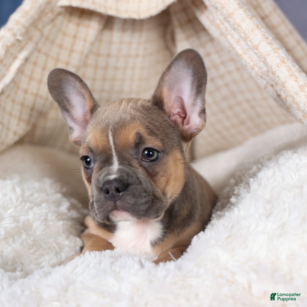 Frenchton dogs for sale: NEVA - Ad 4