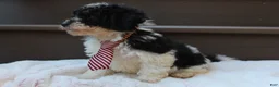 Miniature Poodle dogs for sale: Milo - Ad 7