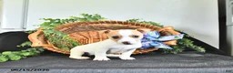 Jack Russell Terrier dogs for sale: Treva - Ad 2