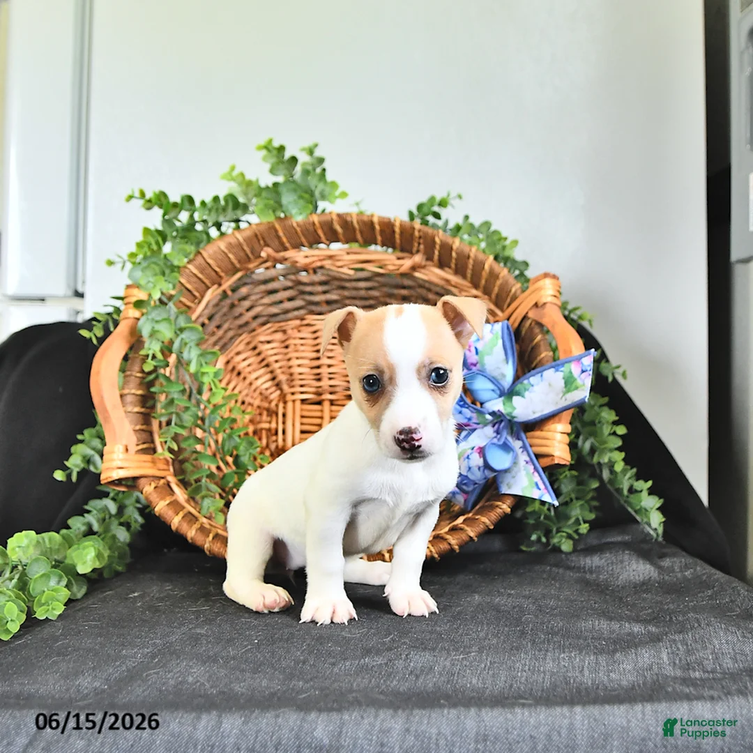 Jack Russell Terrier dogs for sale: Treva - Ad 2