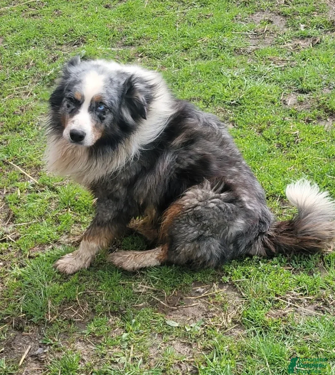 Australian Shepherd dogs for sale: Australian Shepherd Puppy 2 - Ad 2