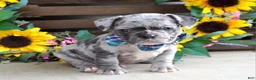 French Bulldog dogs for sale: Louie - Ad 4