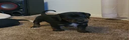 Puggle dogs for sale: Charlie - Ad 1