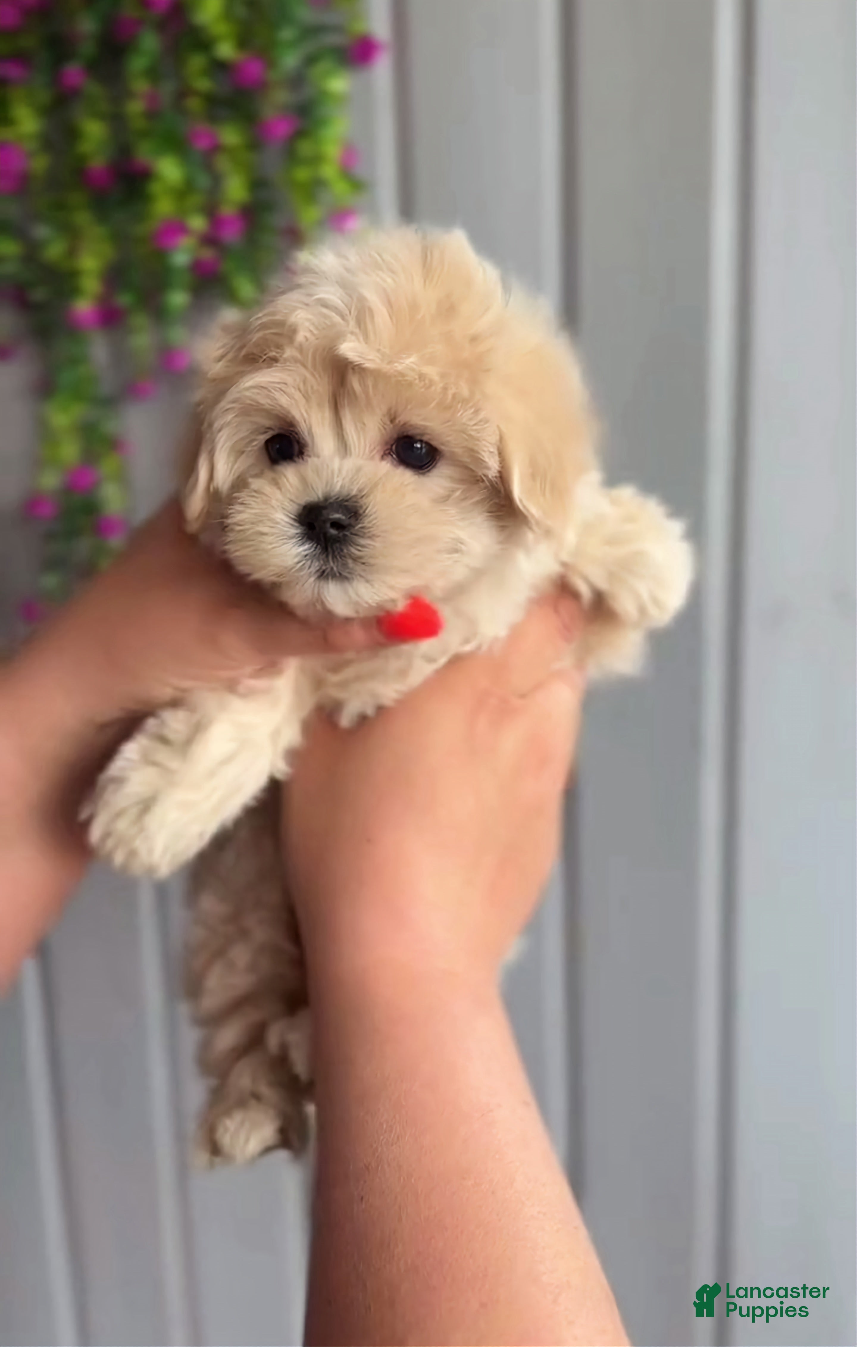 Maltipoo dogs for sale: Chelsea - Ad 11