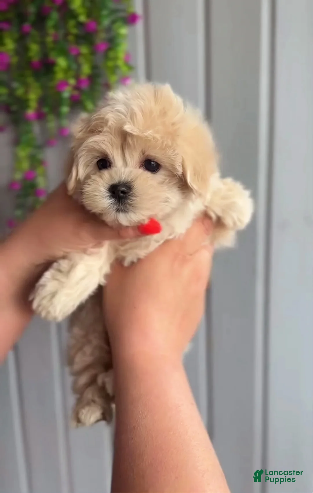 Maltipoo dogs for sale: Chelsea - Ad 1