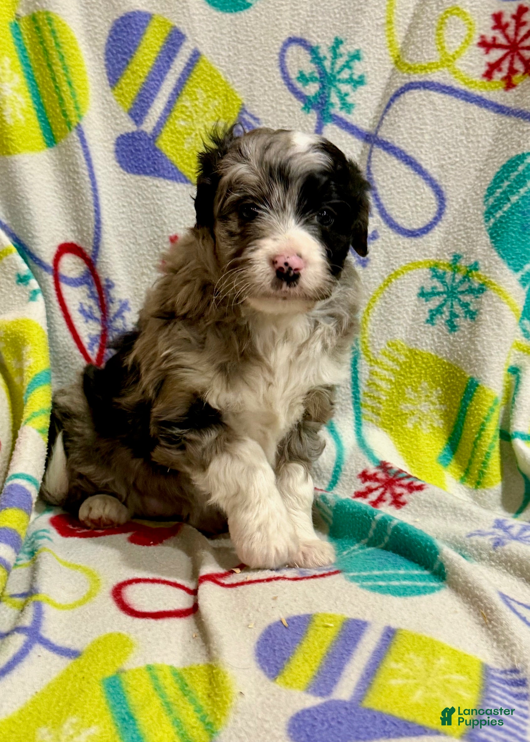 Mini Aussiedoodle dogs Cassie  - Ad 23