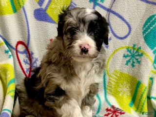 Mini Aussiedoodle dogs Cassie - Ad 42